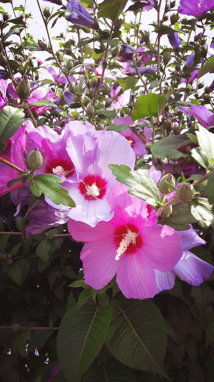 pink flowers