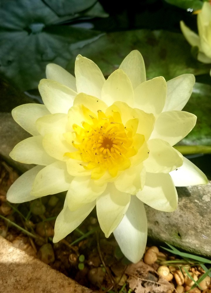 lilly flower beauty