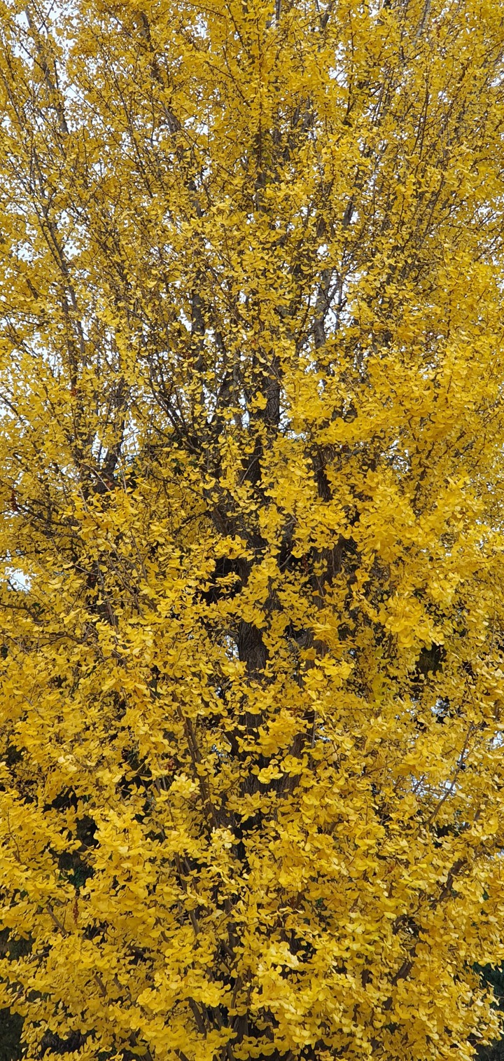 Autumn leaves
