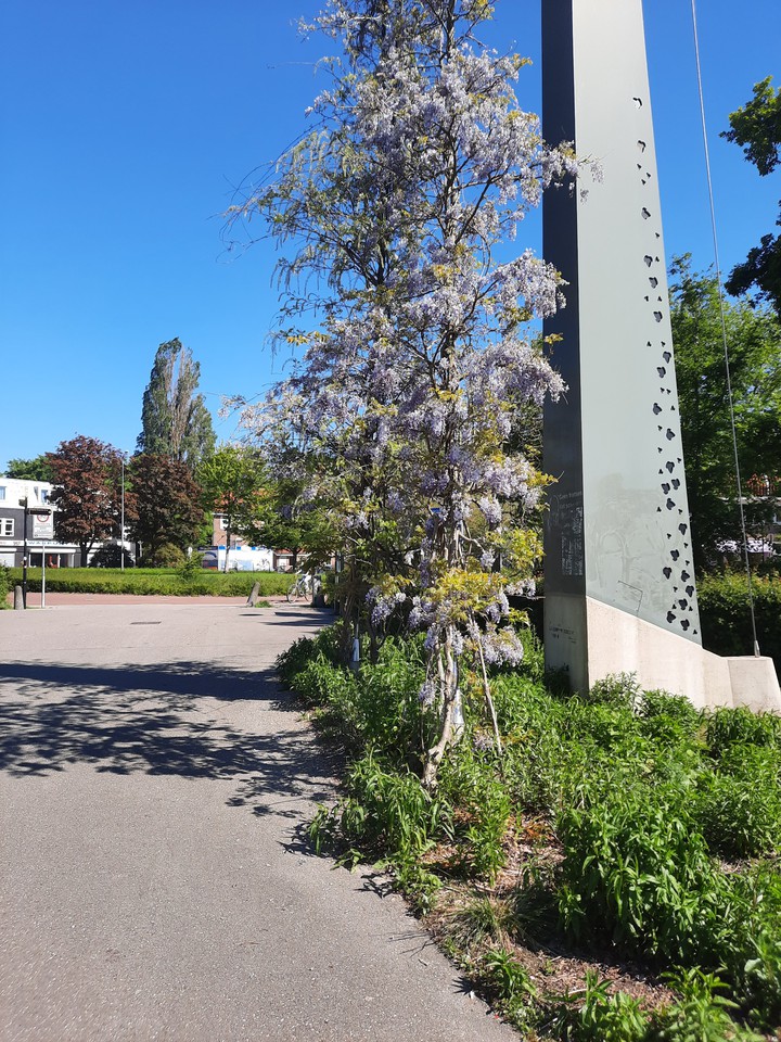 pretty tree?