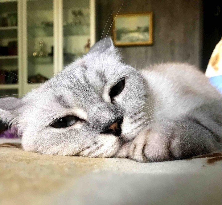 Scottish cat