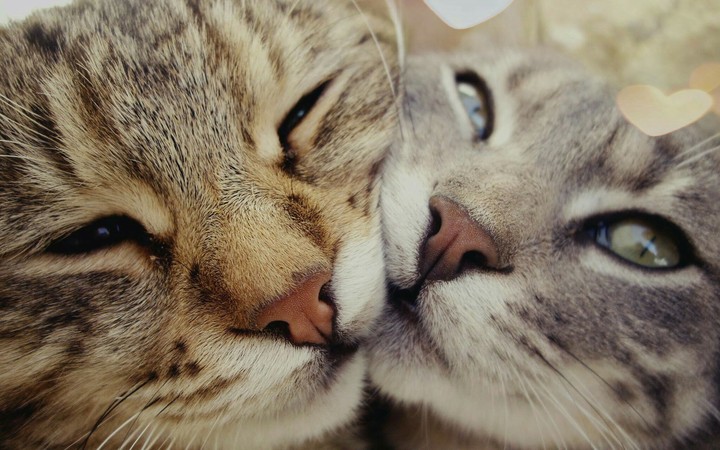 gatos