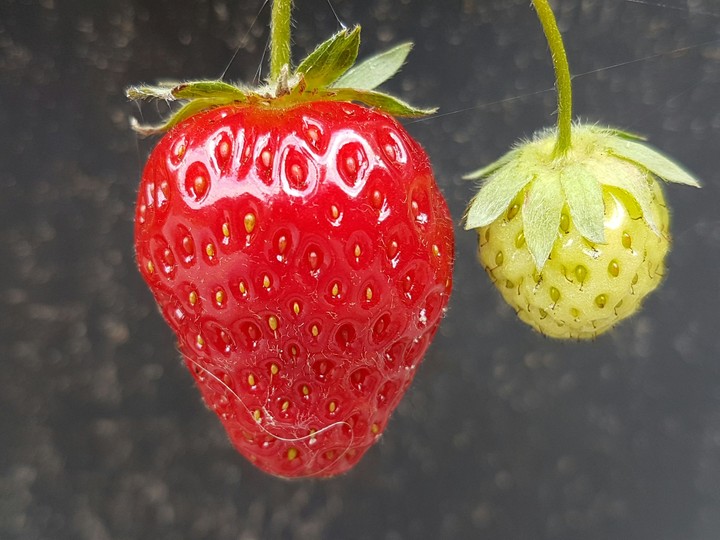 Strawberries