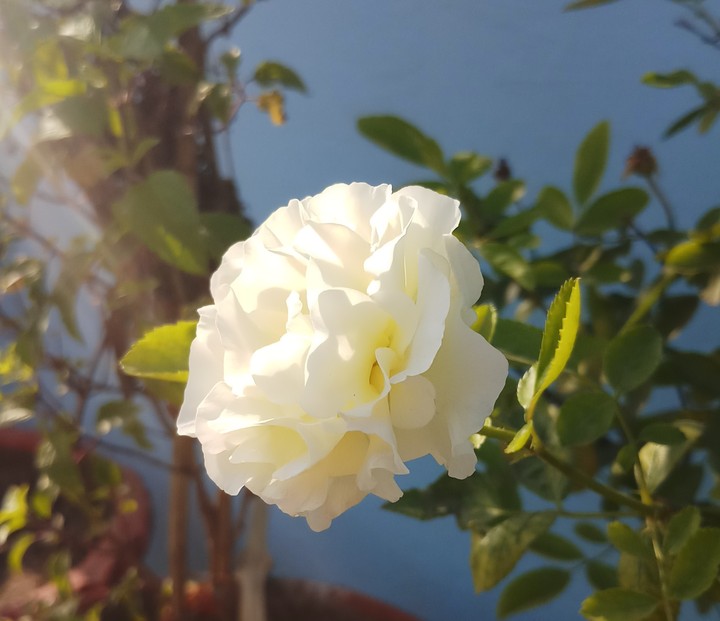 White rose