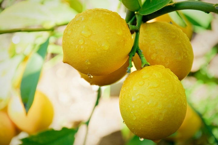Lemons