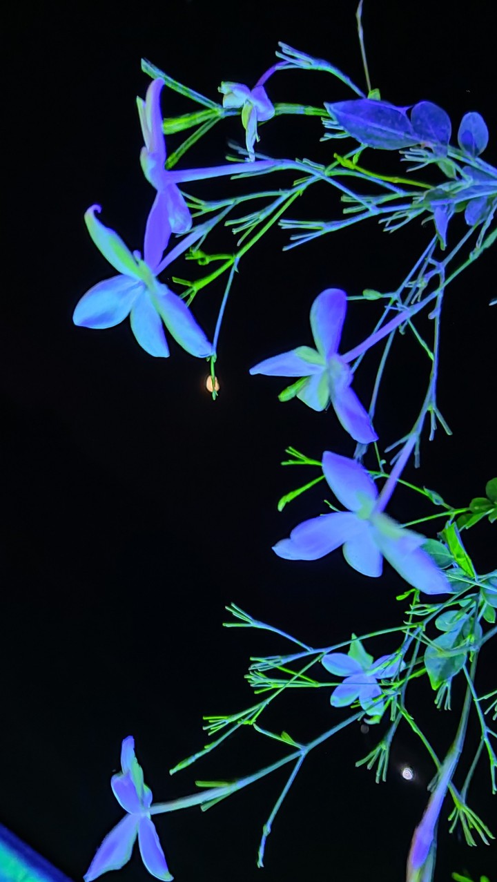flower white