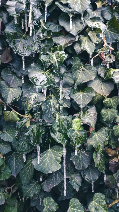 nature, grey Hintergrundbilder