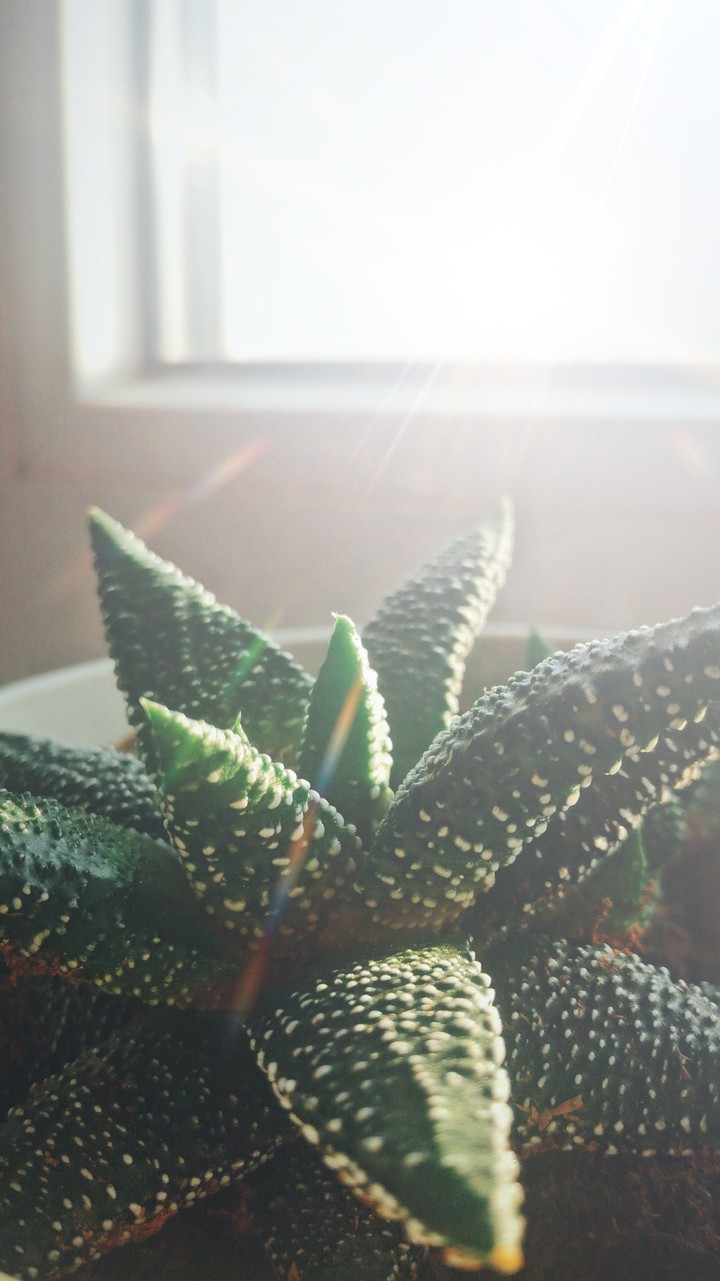succulent
