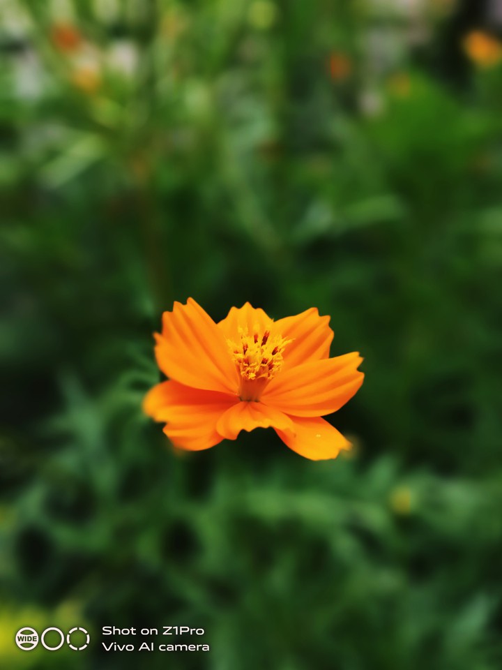 Little Joy...