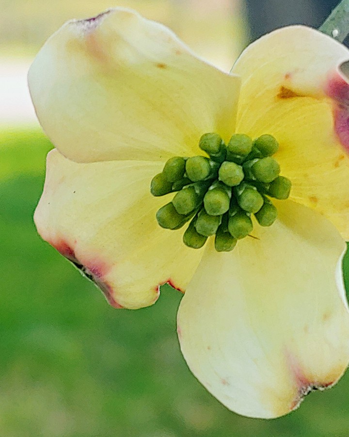 dogwood trees flower