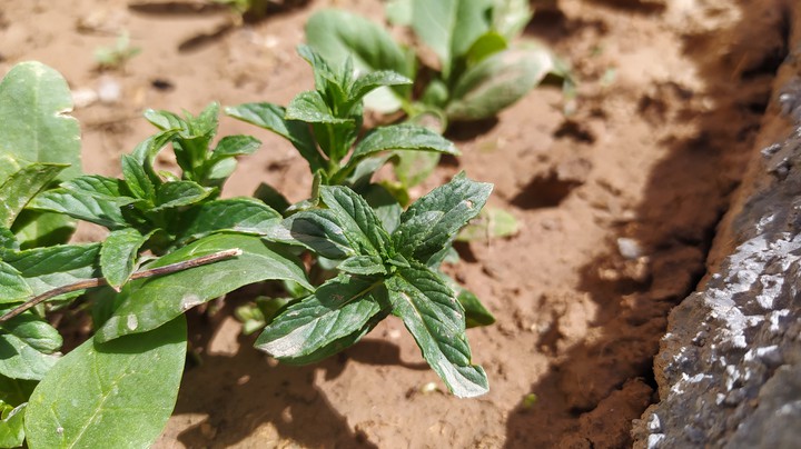 Plant