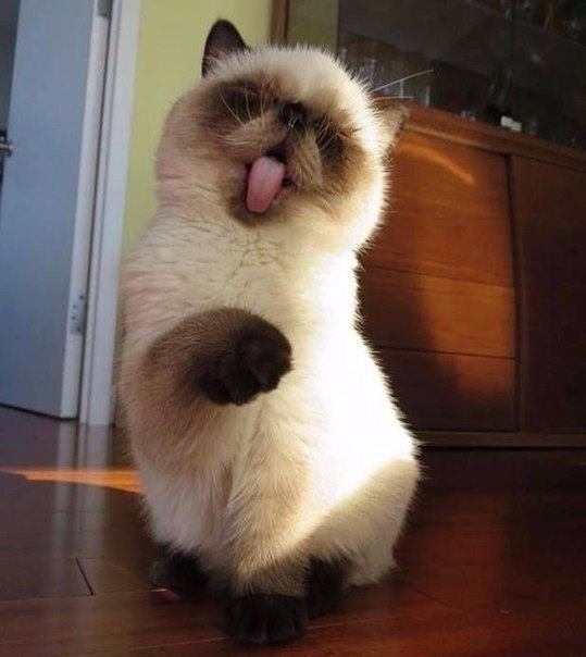 котик