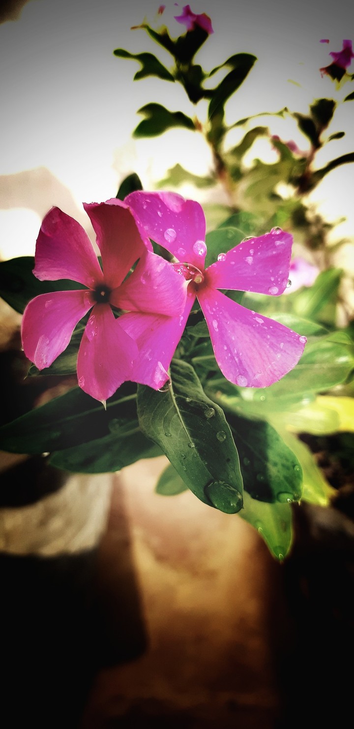 MONSOON CLICK