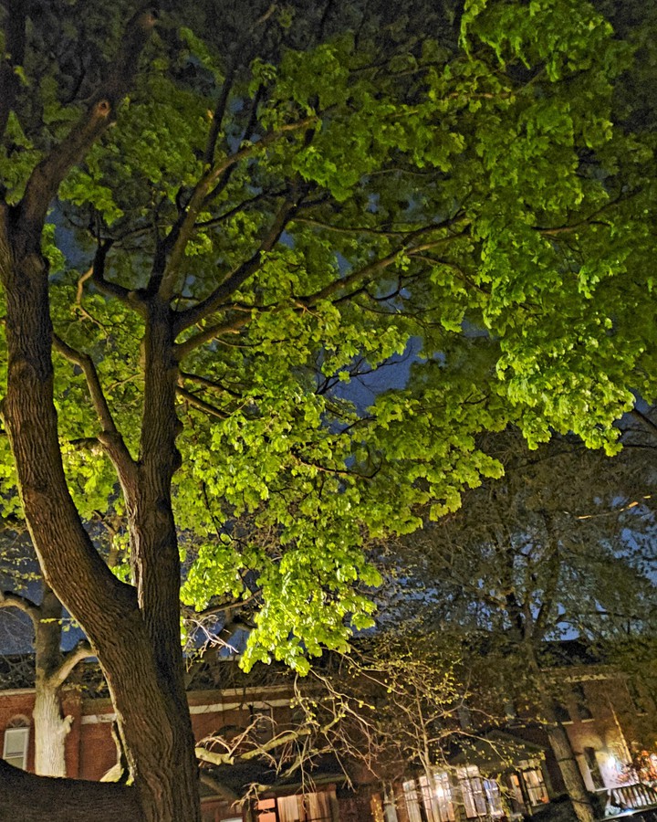 tree perfection