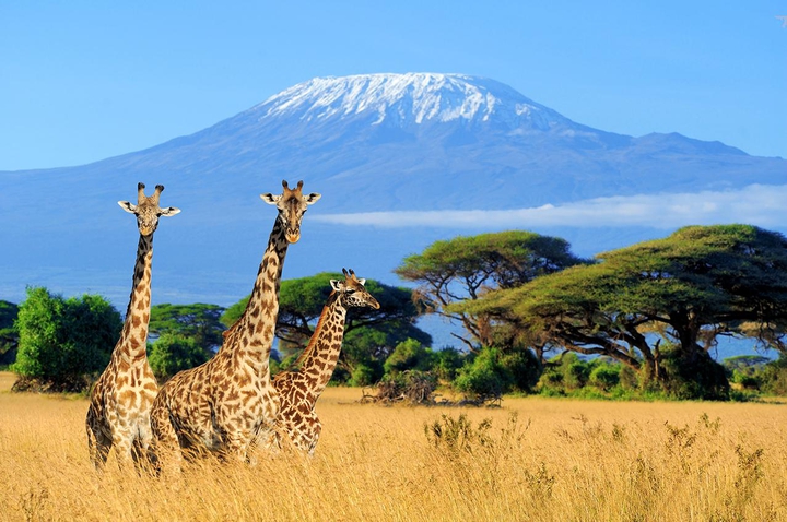 mt Kilimanjaro