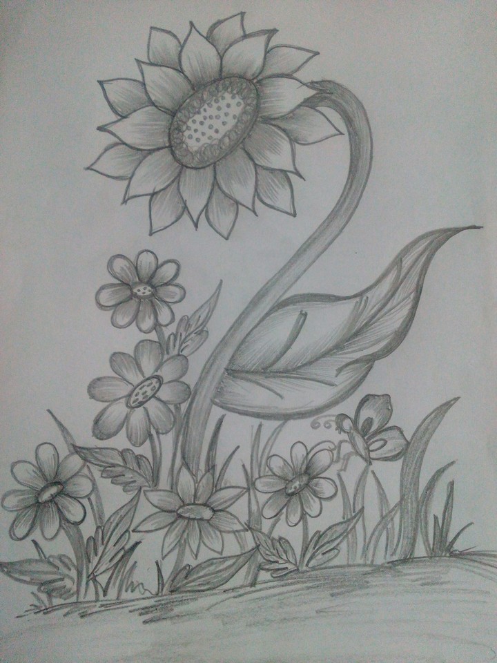 pencil sketch