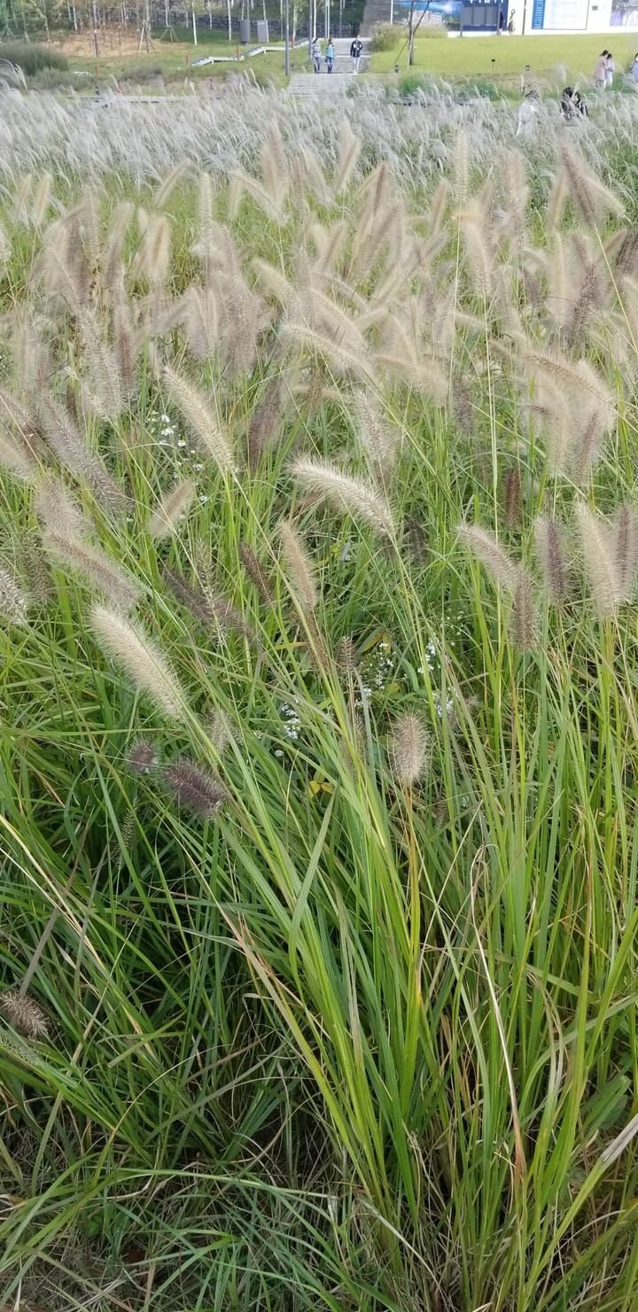 Reed, 芦苇，갈대