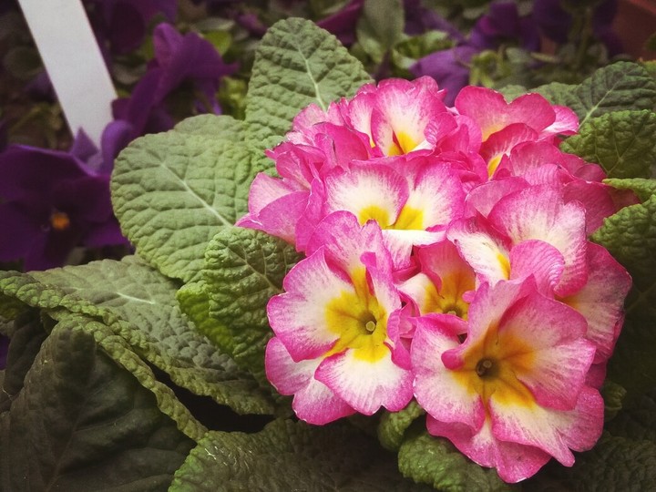 Beautiful flower
