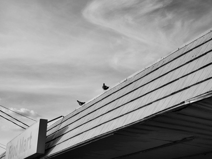 birbs