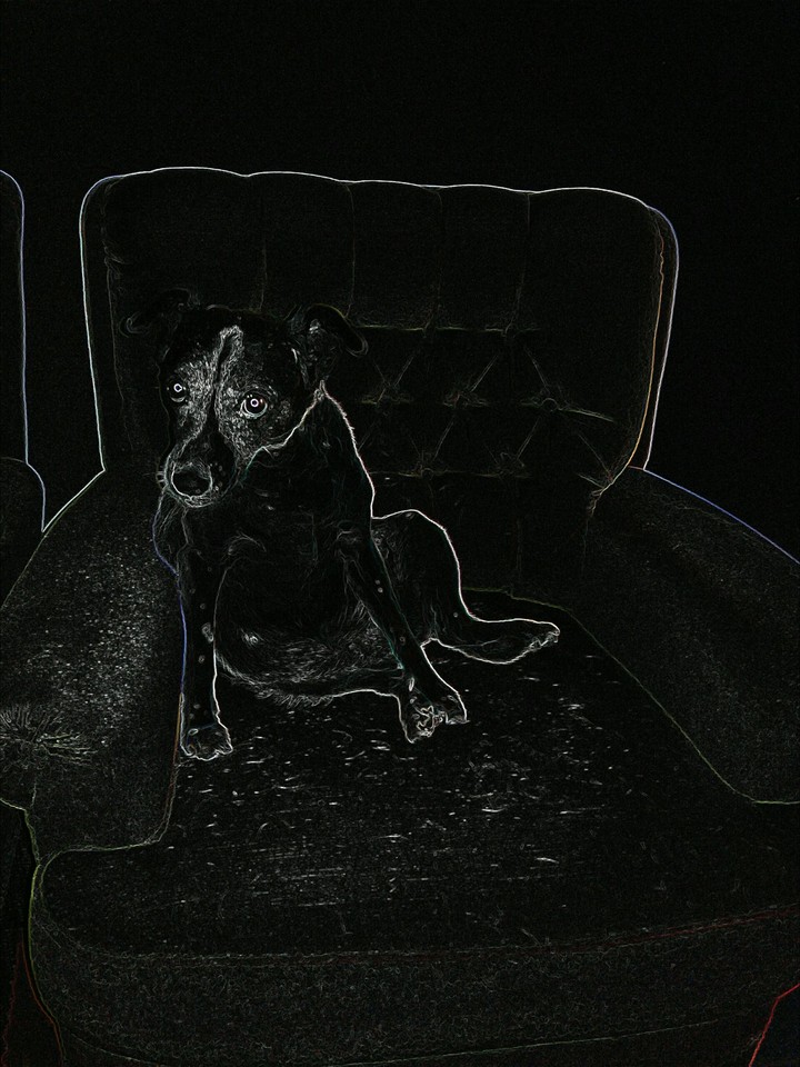 Cartoon Dog!