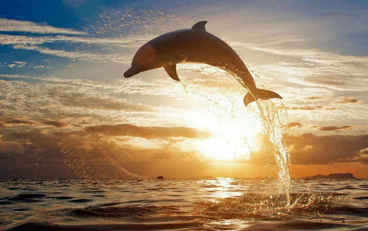 a dolphin with sun