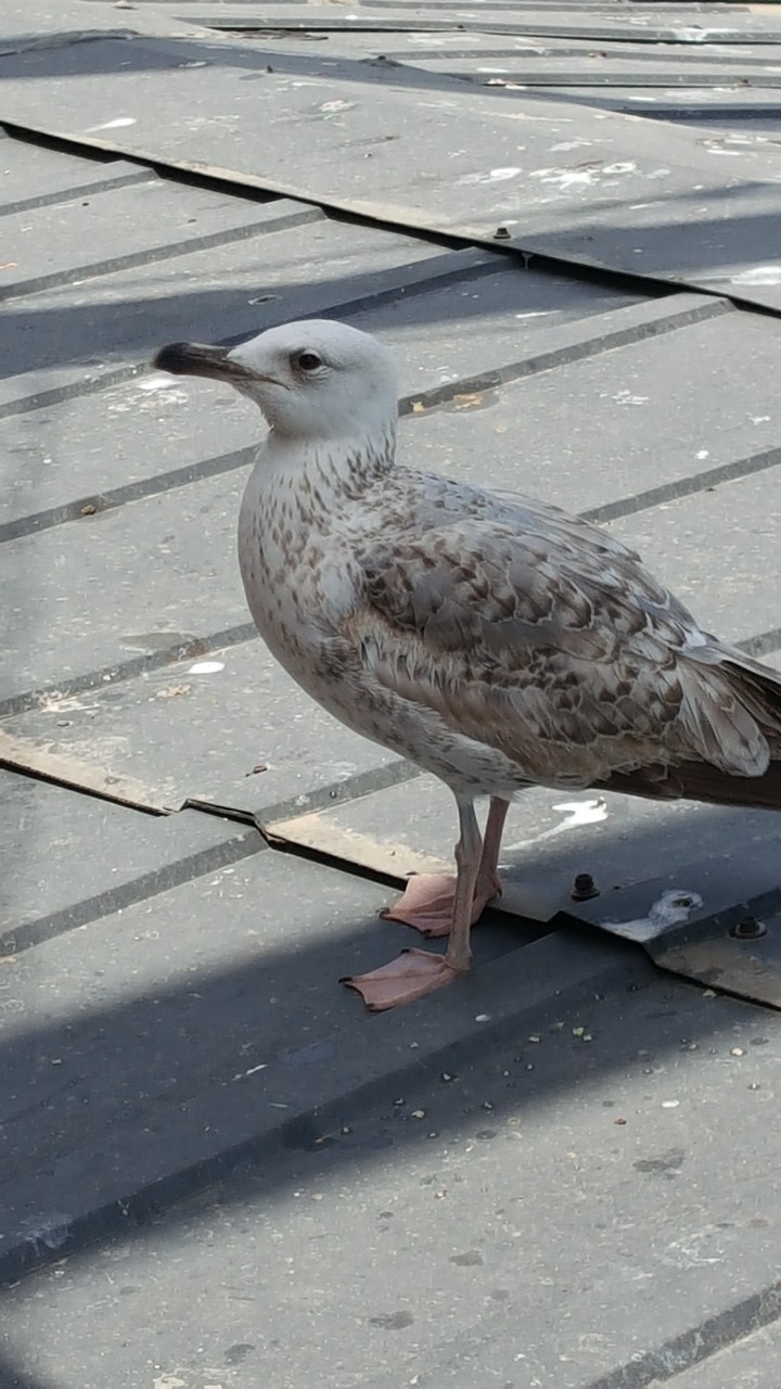 Martı