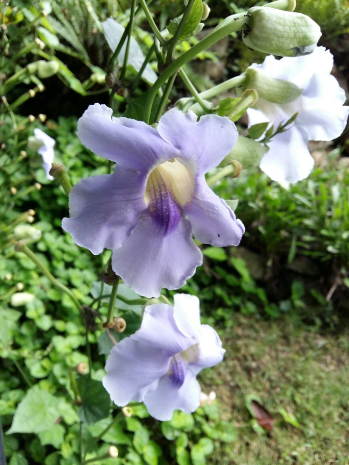orchid