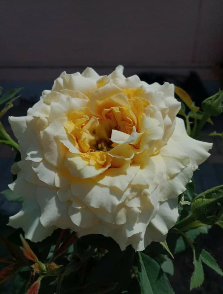 Rose