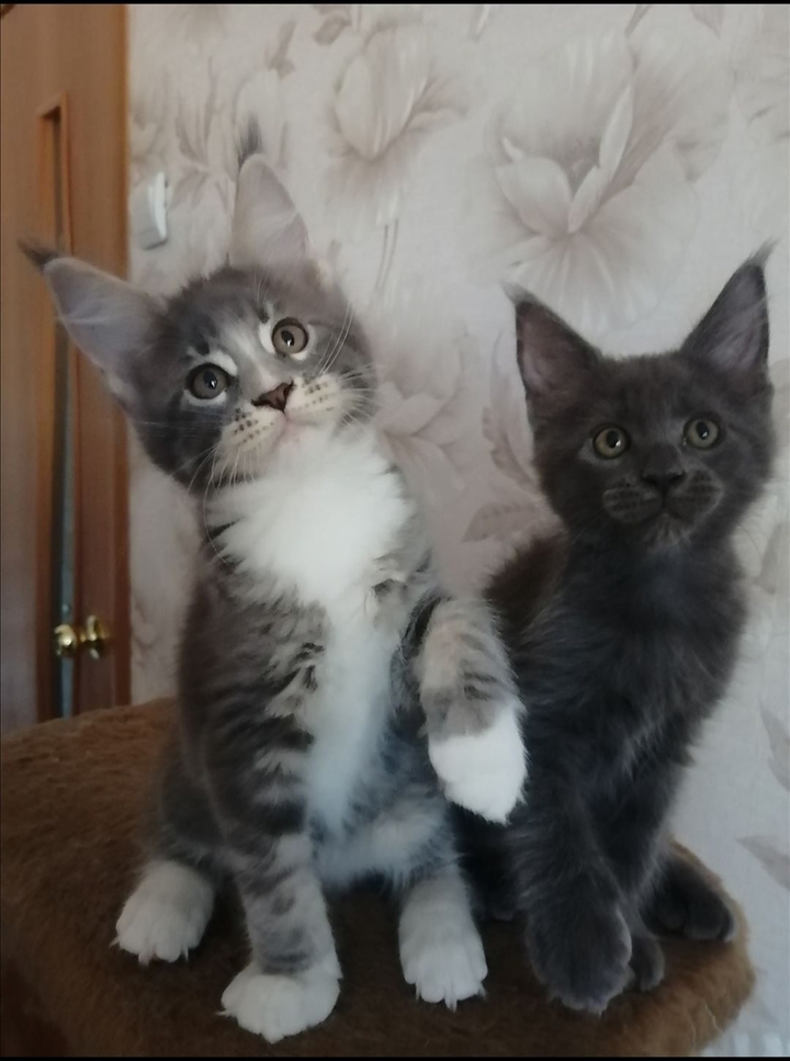 кошки