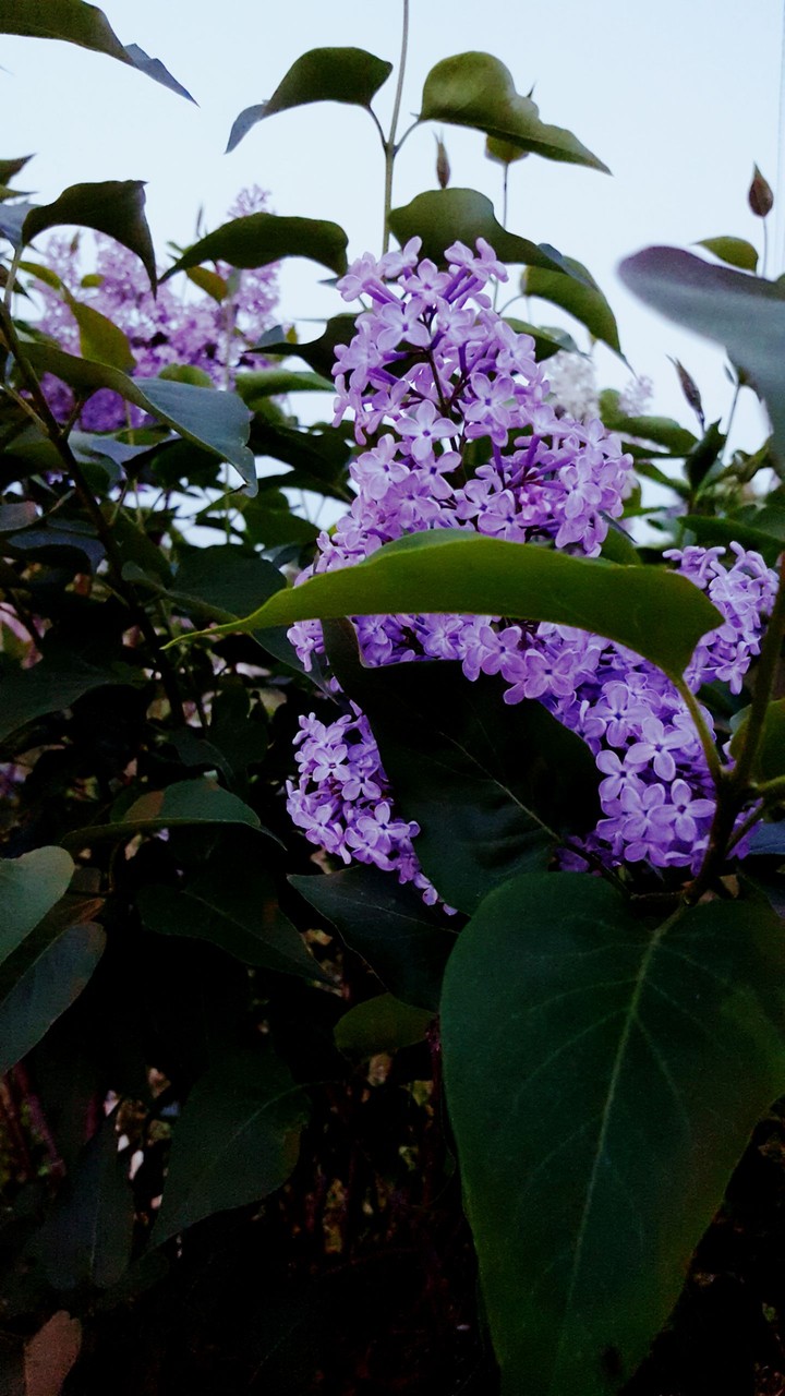 lilac