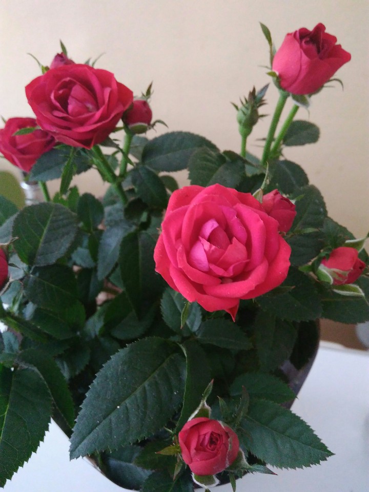 red roses