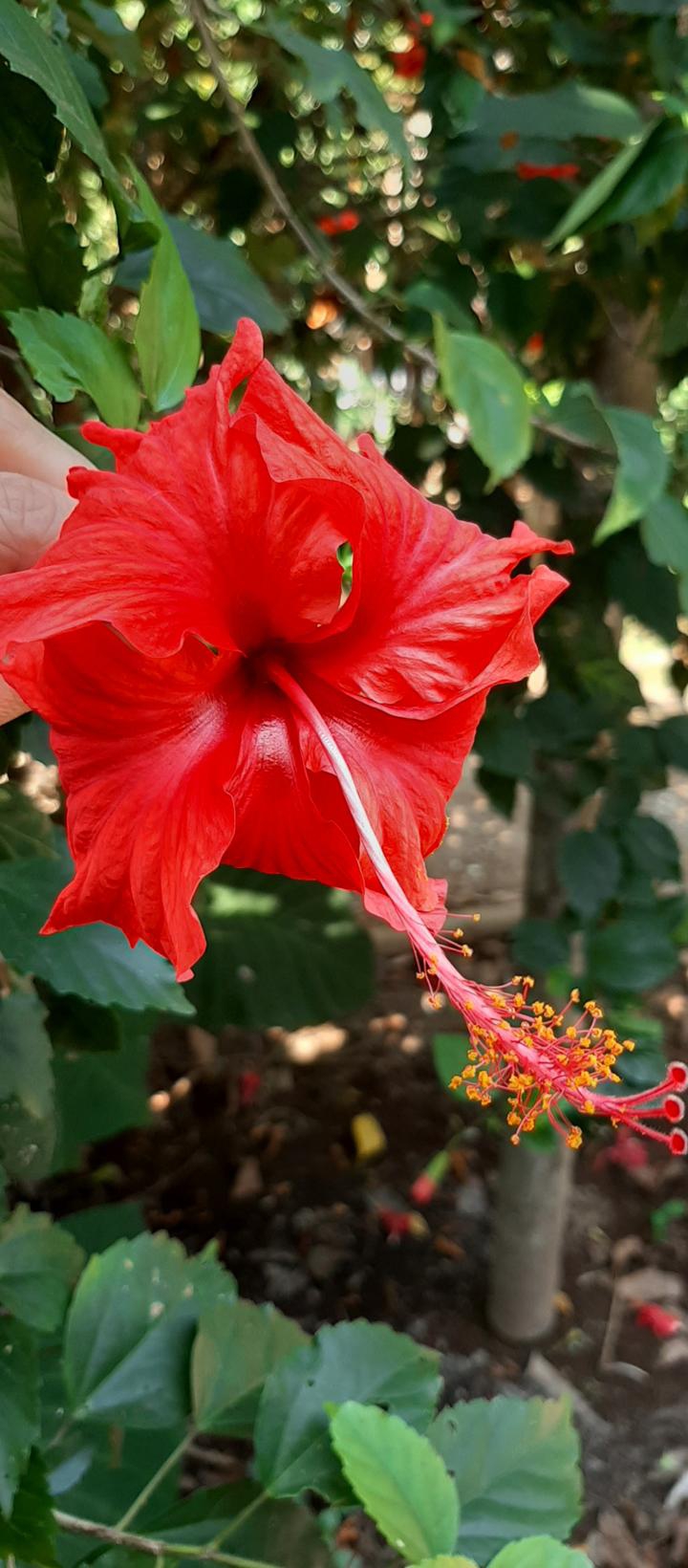 flower