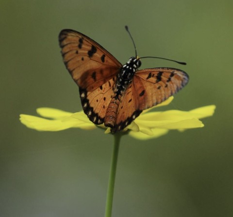 lycaena, butterfly壁紙