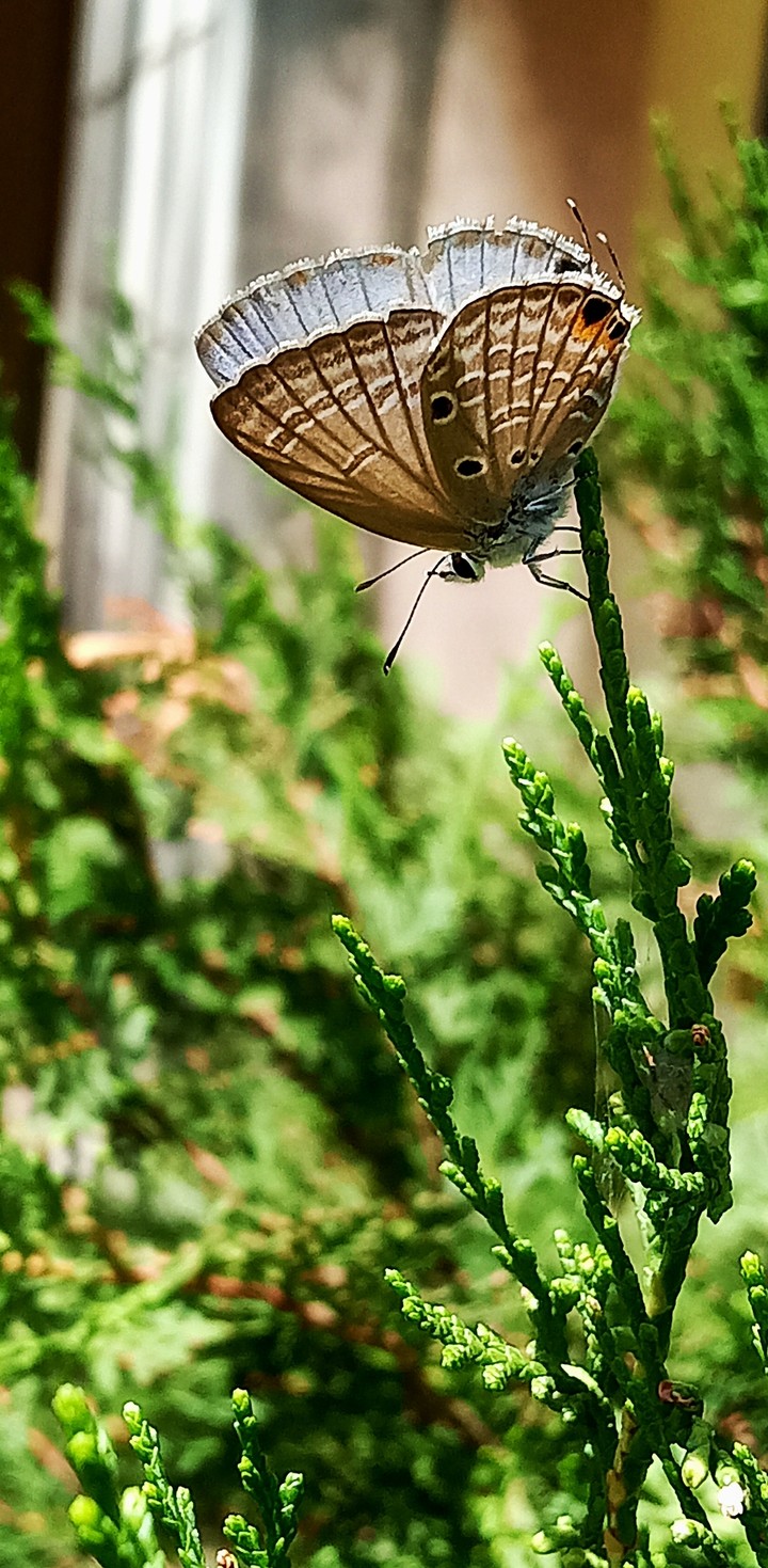 butterfly