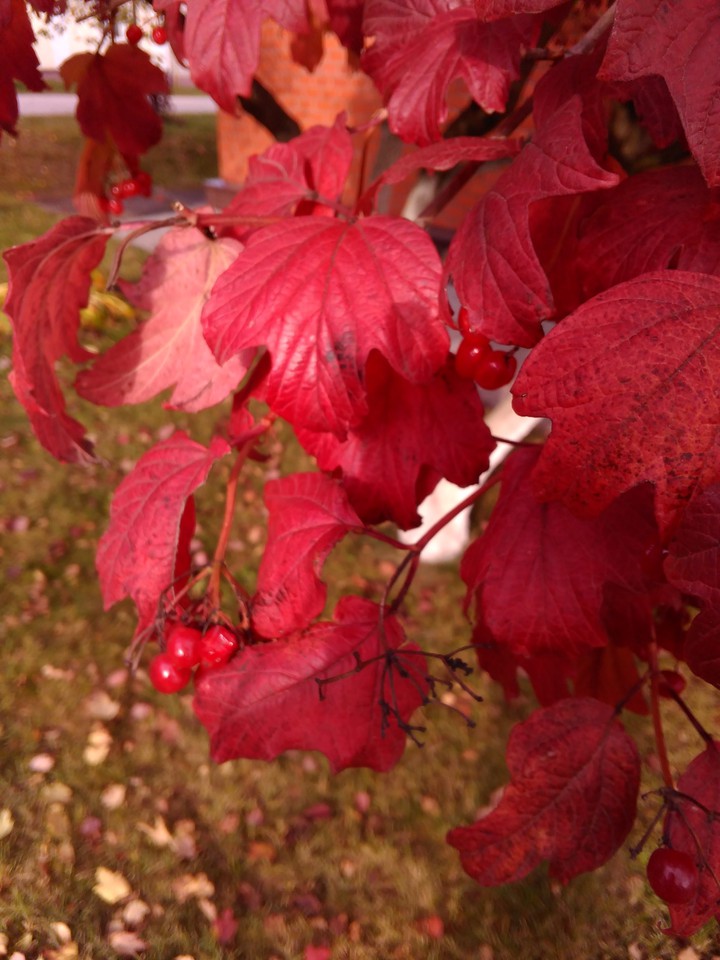 Red autumn leaves