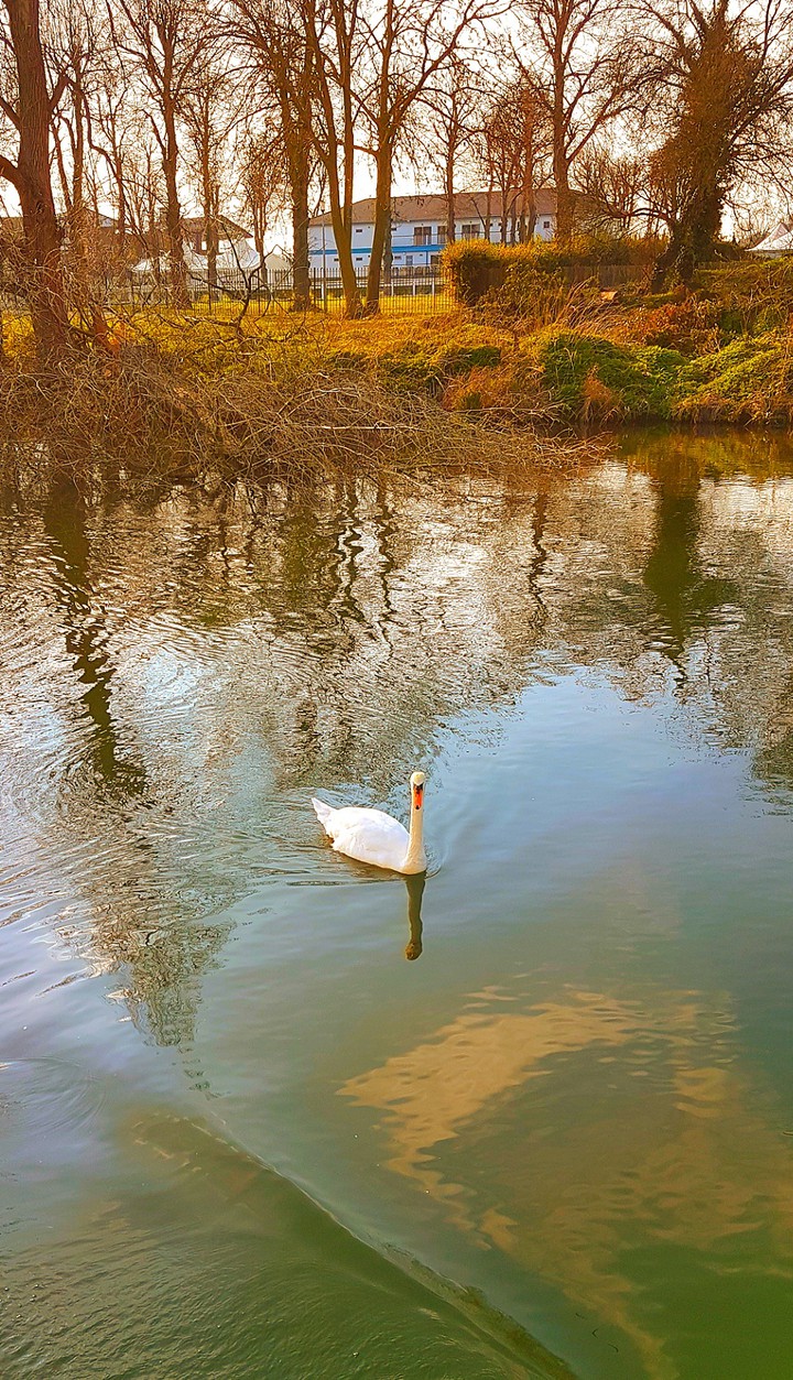 oiseau