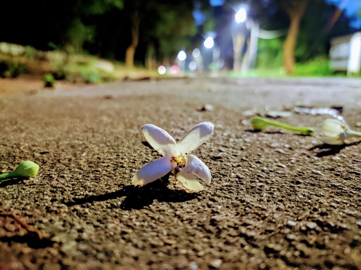 Winter Flower
