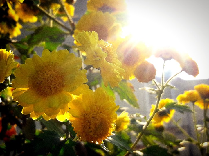chrysanthemum