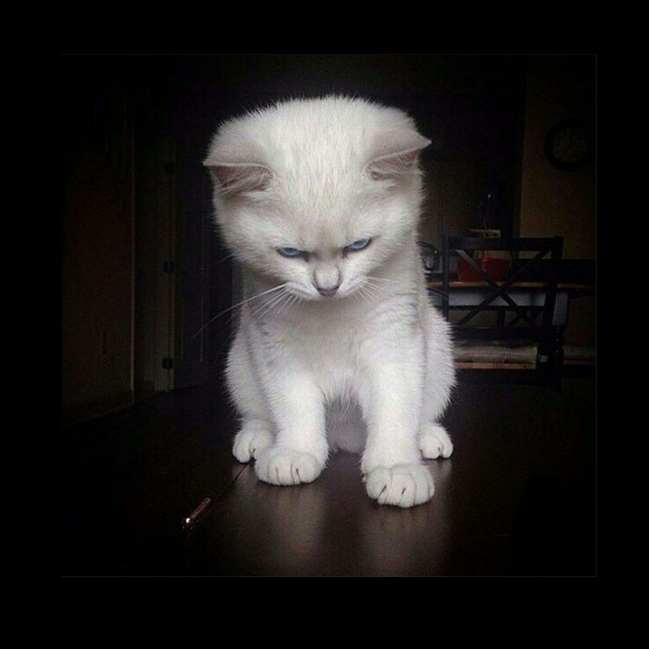cat