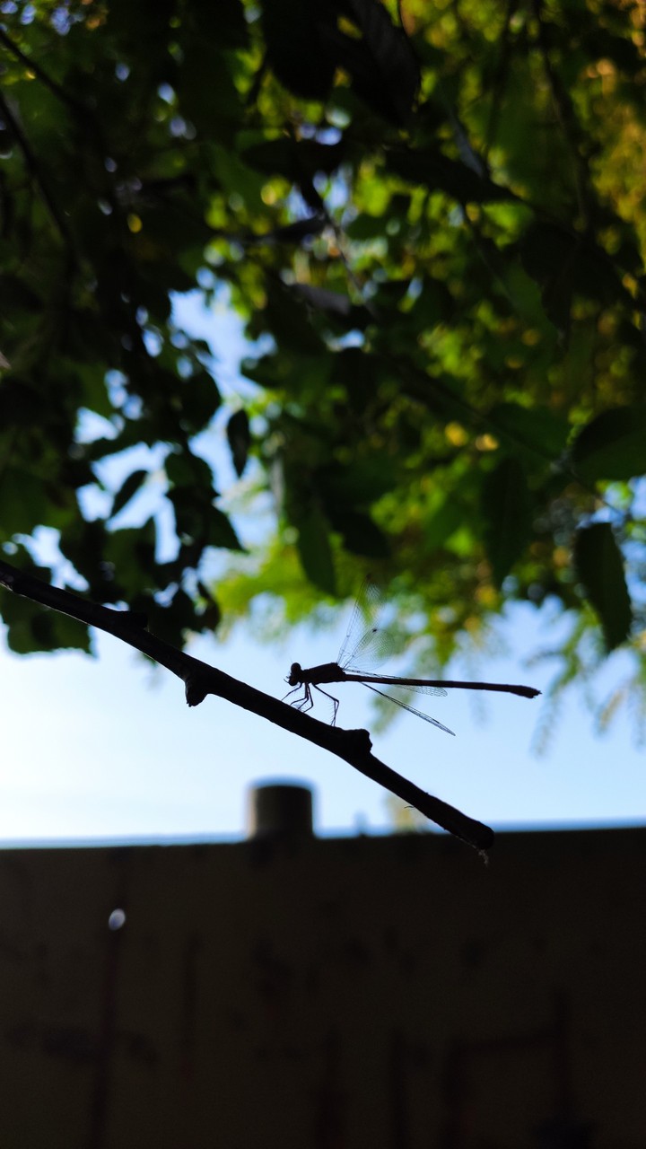 Dragonfly