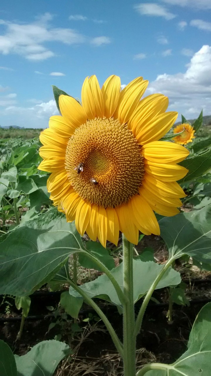 Sunflower