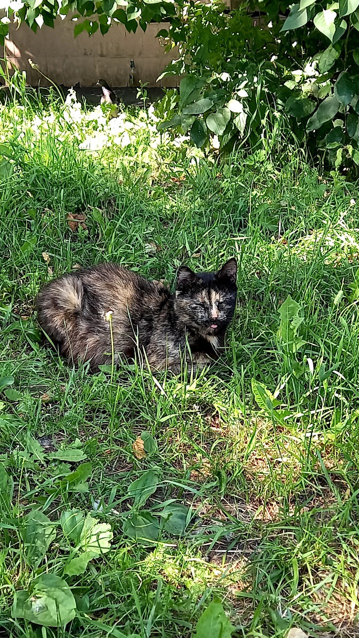 котея