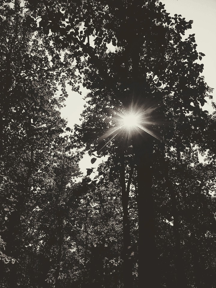 Sun through the tree....
