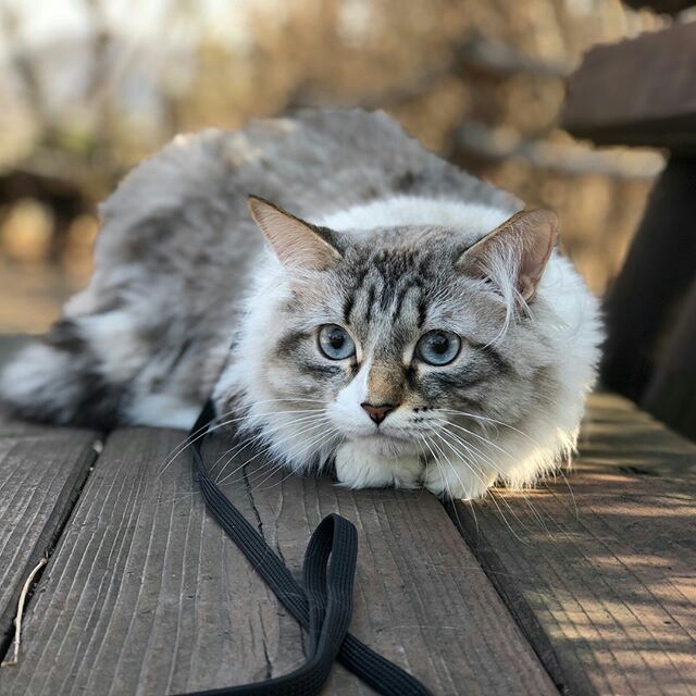 CAT ^_^