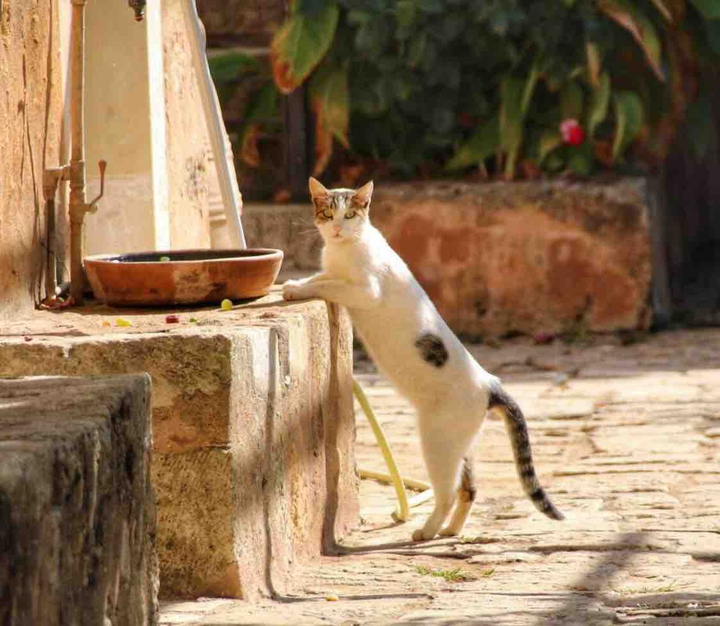 Katze