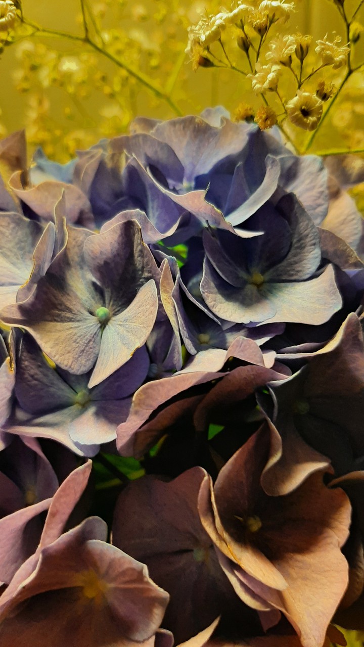 fiori