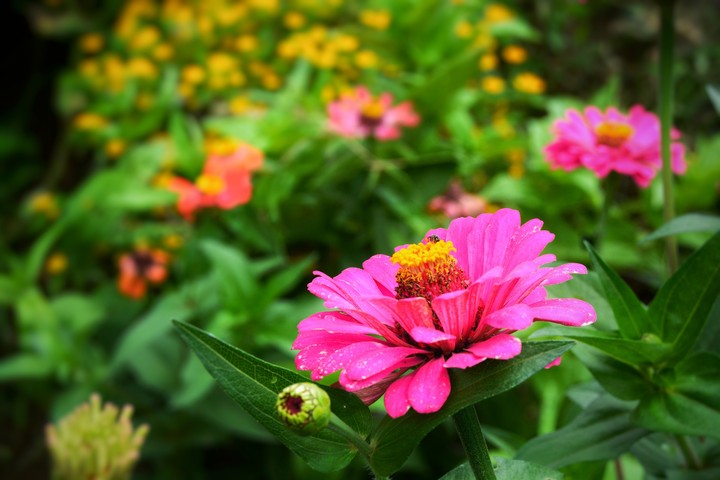 flower