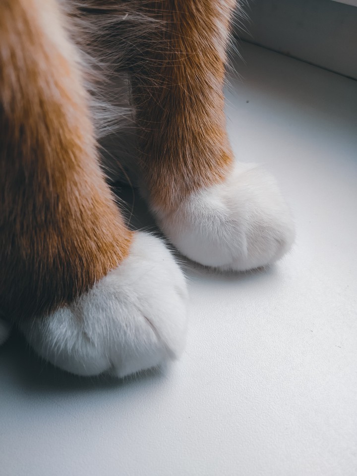 catty