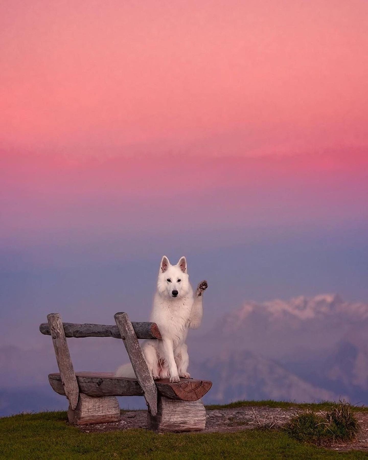 doge