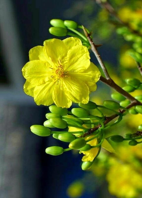 רקעים Pollen, subshrub